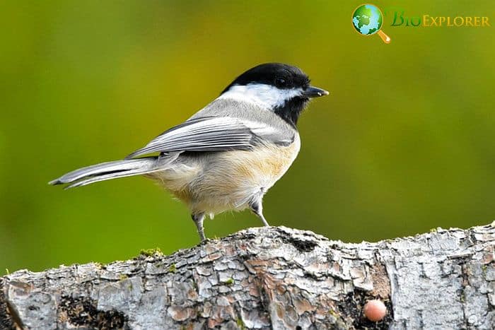 Black-capped Chickadees Black-capped Chickadees