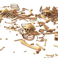 206 bones 206 bones