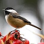 Black Capped Chickadees In Massachusetts Black Capped Chickadees In Massachusetts