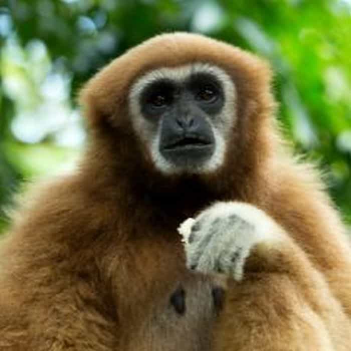 Abbott's Gray Gibbon