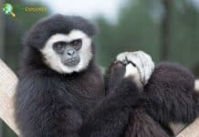 Abbott's Gray Gibbon