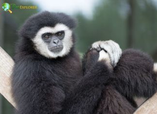 Abbott's Gray Gibbon