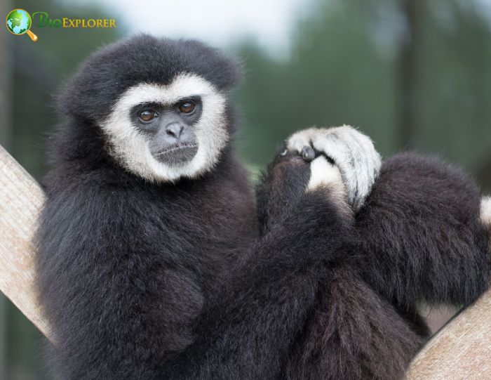 Abbotts Gray Gibbon