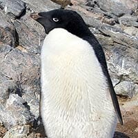 Adelie Penguin Adelie Penguin