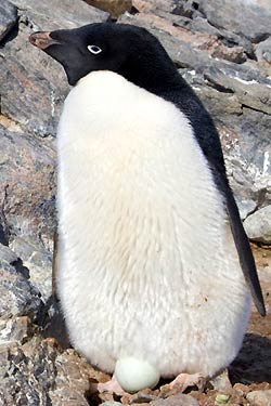 Adelie Penguin Adelie Penguin
