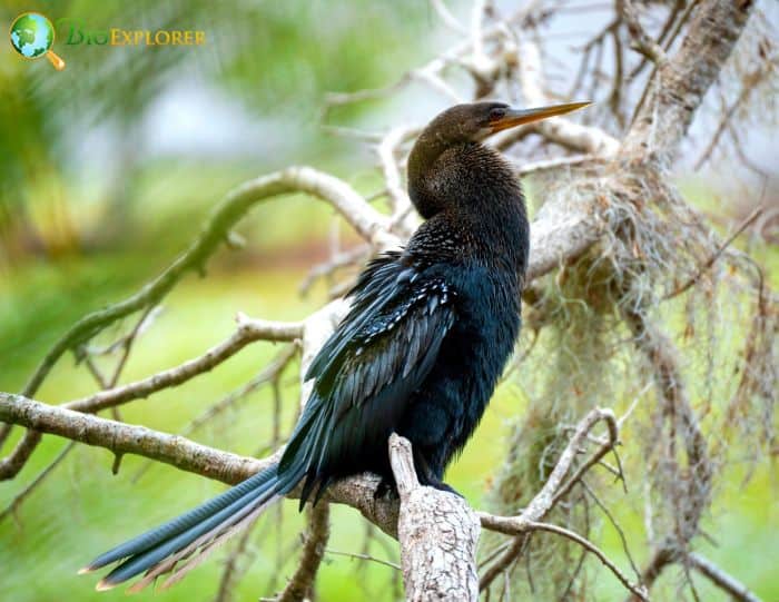 Anhinga Physical Characteristics Anhinga Physical Characteristics