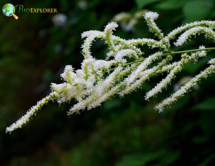 Astilbe thunbergii Astilbe thunbergii