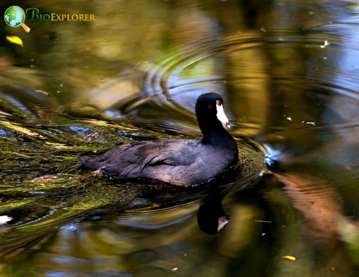 Black Scoter Physical Characteristics Black Scoter Physical Characteristics