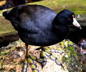 Black Scoter Black Scoter