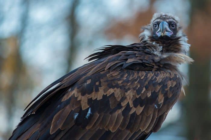 Black Vulture Physical Characteristics Black Vulture Physical Characteristics