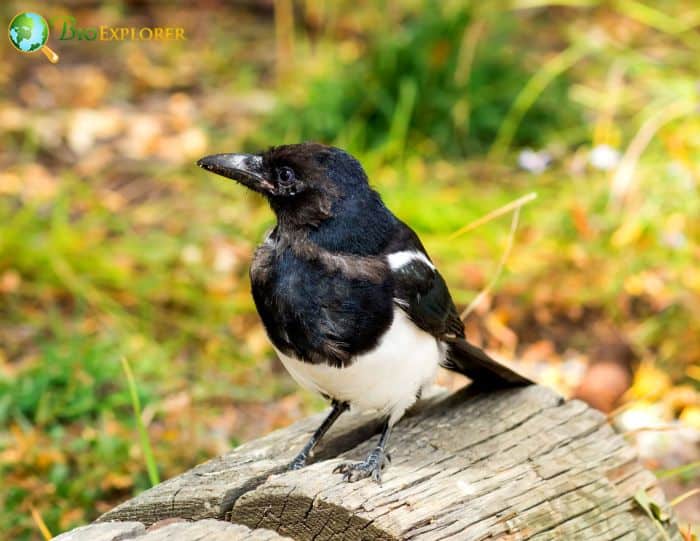 Black-billed Magpie Physical Characteristics Black-billed Magpie Physical Characteristics