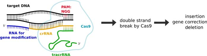 CRISPR-CAS9 Mode of Action CRISPR-CAS9 Mode of Action