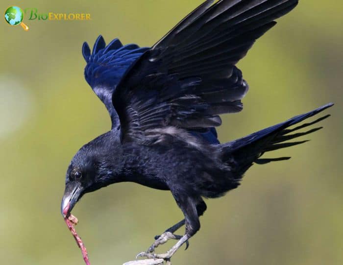 Carrion Crow Physical Characteristics Carrion Crow Physical Characteristics