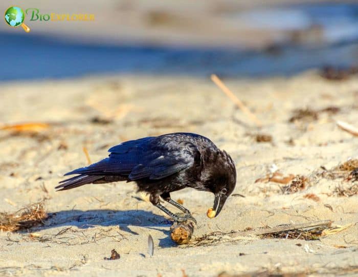 1 Corvus Brachyrhynchos 1 Corvus Brachyrhynchos
