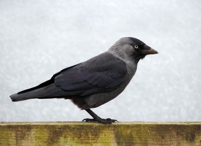 Eurasian Jackdaw Physical Appearance