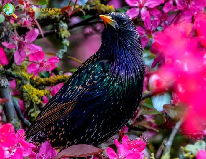 European Starling Physical Characteristics