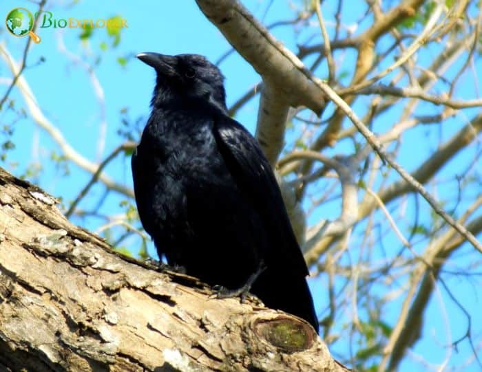 Fish Crow Physical Characteristics Fish Crow Physical Characteristics
