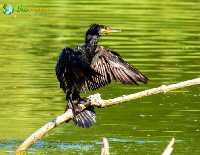 Great Cormorant Phalacrocorax Carbo Black Bird Diet Facts