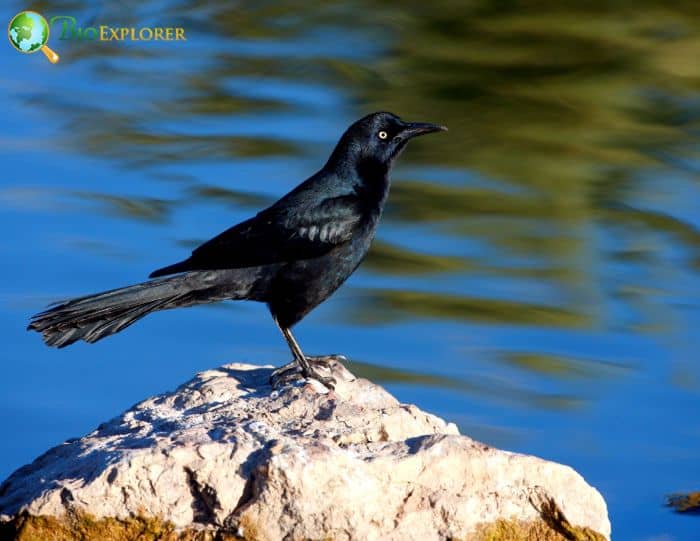 Great Tailed Grackle Physical Characteristics Great Tailed Grackle Physical Characteristics