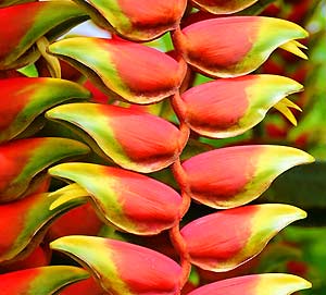 Best 18 Amazon Rainforest Plants & Flowers (Updated) | BioExplorer Best 18 Amazon Rainforest Plants & Flowers (Updated) | BioExplorer