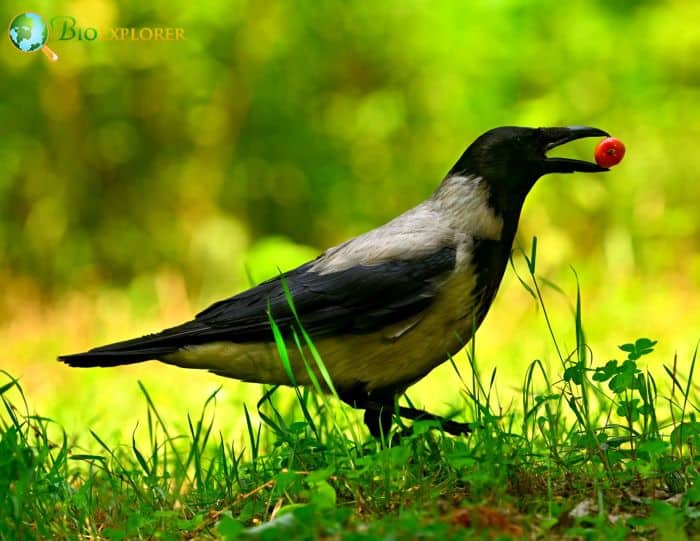 Hooded Crow Physical Characteristics Hooded Crow Physical Characteristics