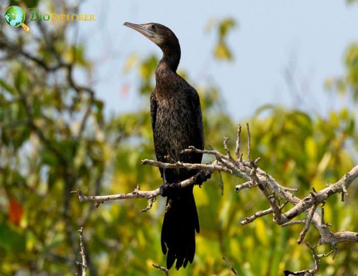 Little Cormorant Physical Characteristics Little Cormorant Physical Characteristics