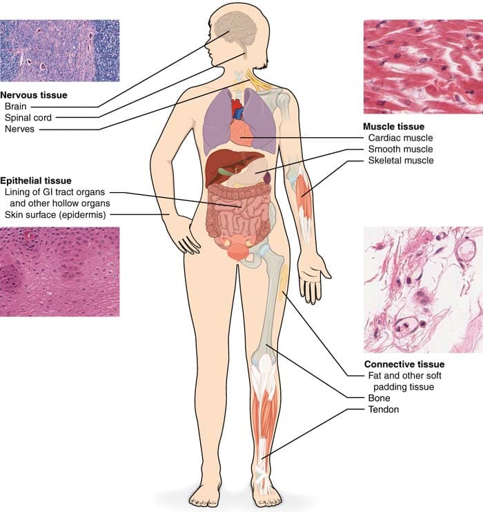 Mammalian Tissues Mammalian Tissues