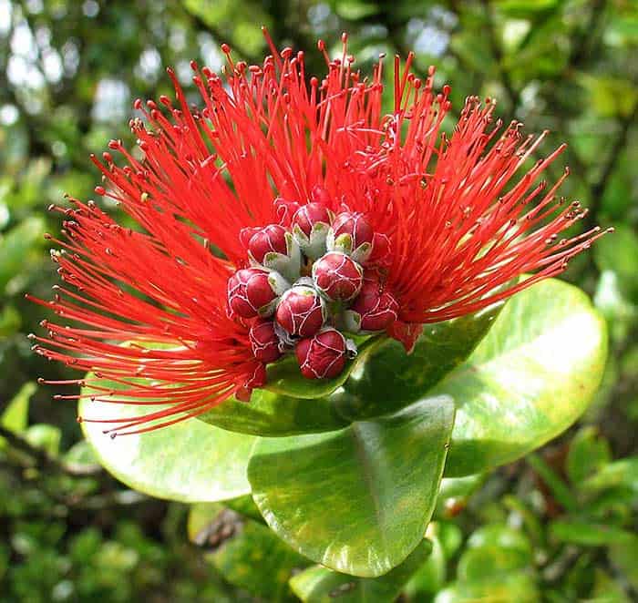 Metrosideros polymorpha