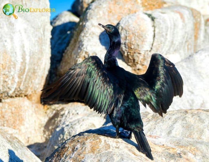 Pelagic Cormorant Physical Characteristics Pelagic Cormorant Physical Characteristics