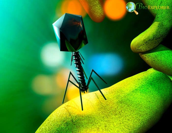 Phages Phages