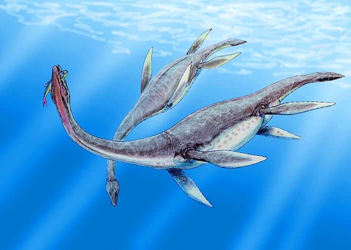 Plesiosaurus