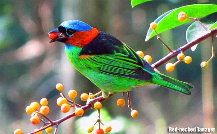 Red-necked Tanager