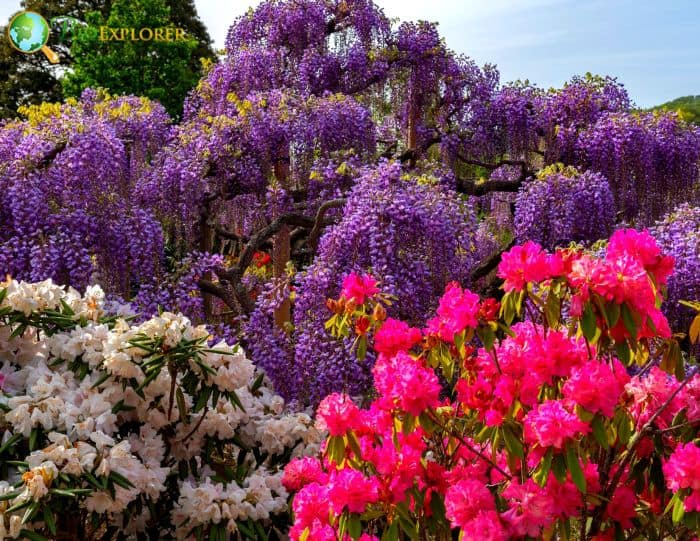 Rhododendron simsii