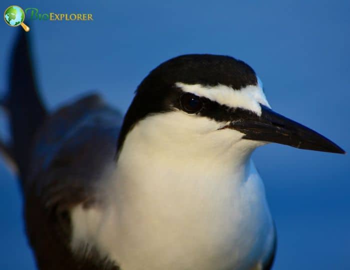 Sooty Tern Physical Characteristics Sooty Tern Physical Characteristics