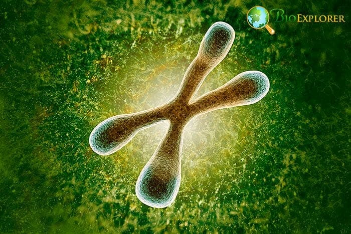 Telomeres Telomeres
