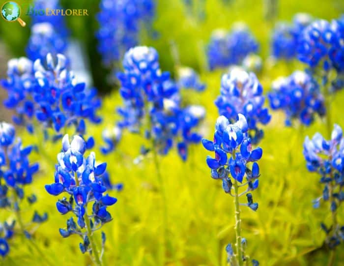 Texas Bluebonnets