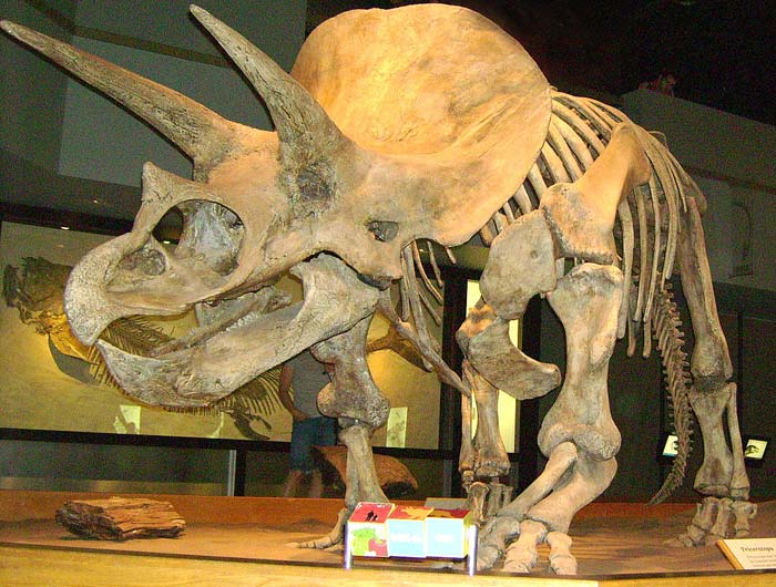 Triceratops