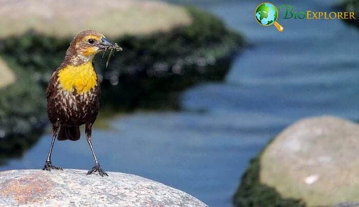 Western Meadowlark (Oregon State Bird) Western Meadowlark (Oregon State Bird)