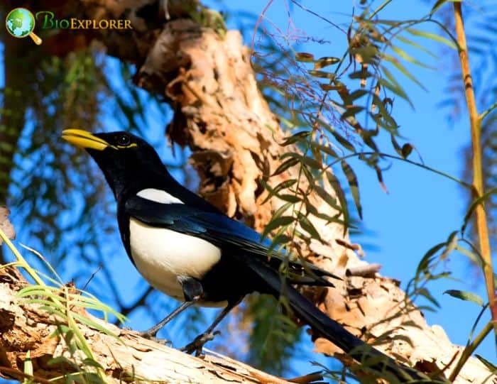 Yellow Billed Magpie Physical Characteristics Yellow Billed Magpie Physical Characteristics