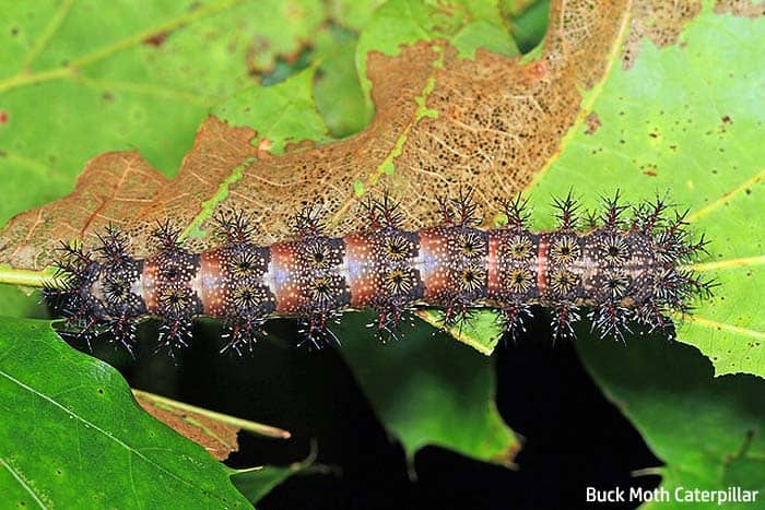 World S Top 15 Poisonous Caterpillars Venomous Caterpillars