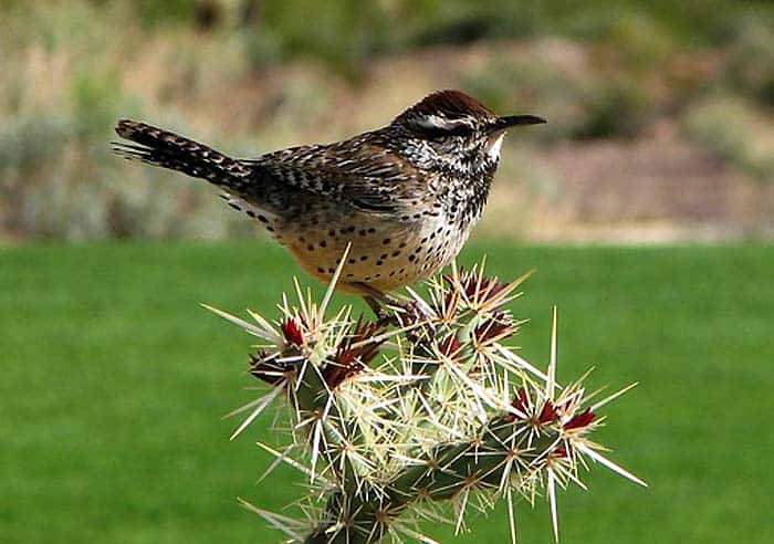Cactus Wren Cactus Wren