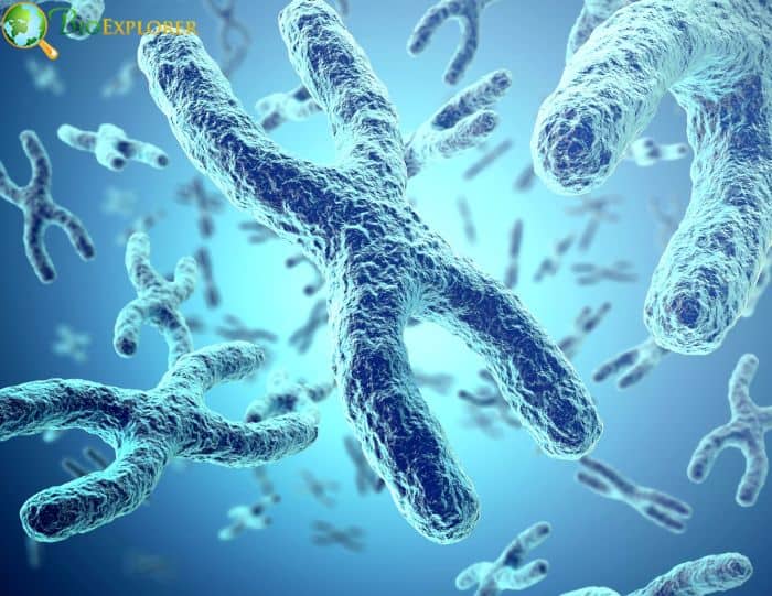 Chromosomal Segregation Chromosomal Segregation