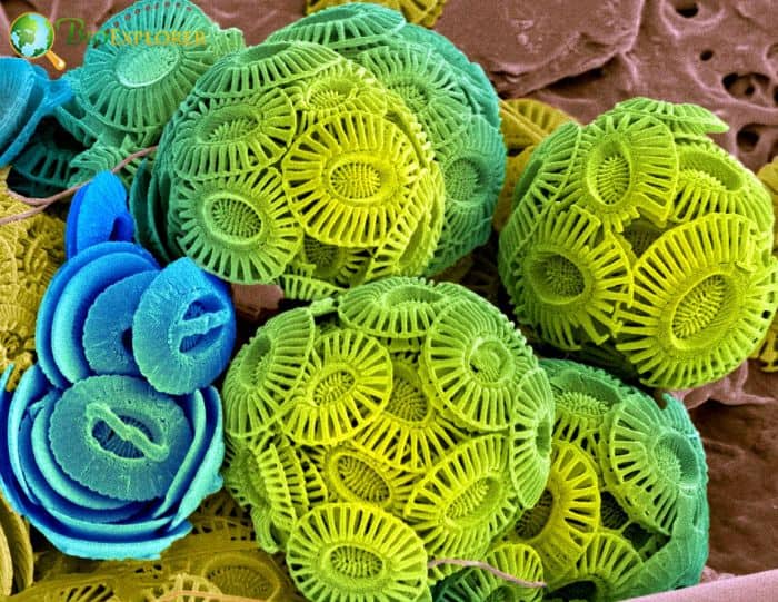 Coccoliths Coccoliths