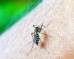 Dengue Dengue