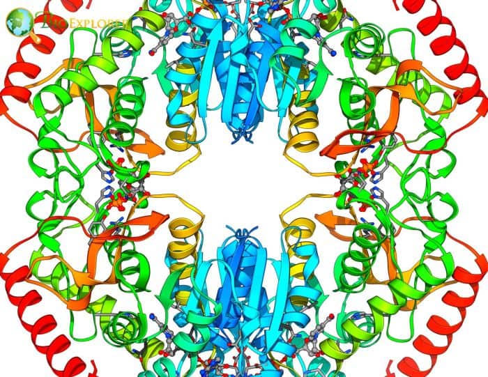 Enzymes