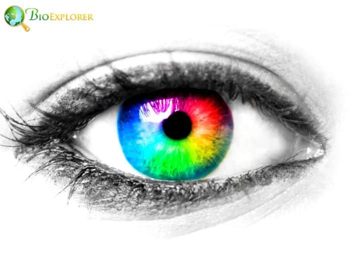 Genetics Of Eye Color Genetics Of Eye Color
