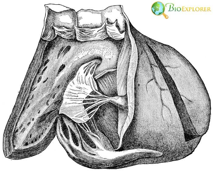 Heart Ventricle Heart Ventricle