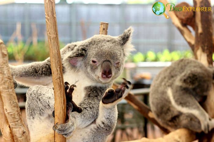 Koalas Koalas