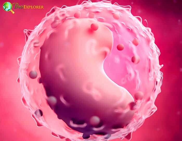 Lymphocyte Cell Lymphocyte Cell