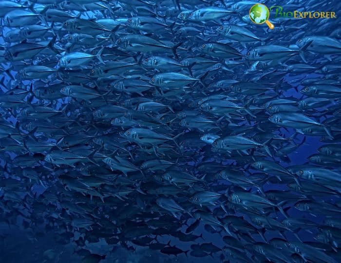 Oceanic Ecology Oceanic Ecology